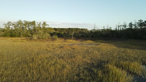 Großes-Sumpfartiges-Gebiet-Mit-Langem-Gras,-Toten-Bäumen-Und-Sumpf-An-Einem-Ruhigen-Abend-Mit-Klarem-Blauen-Himmel