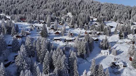 Aerial-flyover-small-swiss-village-on-snowy-slope-of-alps-between-Conifer-forest-in-sunlight---Brambrüesch,-Switzerland