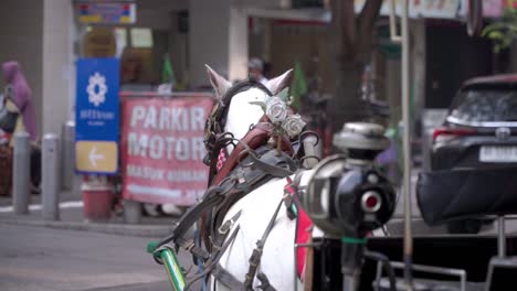 Close-up-shot-of-white-horse-of-horse-drawn-carriage-on-the-Malioboro-Street---Yogyakarta,-Indonesia