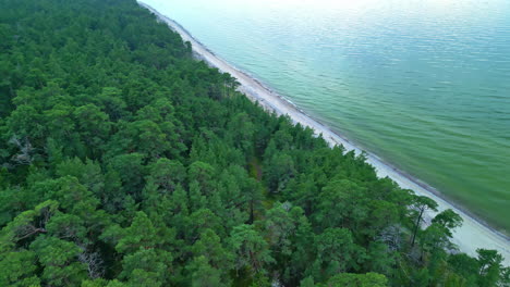 Sandy-beach-and-green-forest-on-sea-coastline,-aerial-drone-view