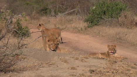 Ein-Paar-Junger-Löwen-Zusammen-Entlang-Der-Unbefestigten-Straße-Eines-Wildparks-In-Südafrika