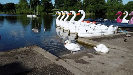 White-geese-and-Canadian-geese-wading-and-preening-beside-the-pedal-and-paddle-boats-anchored-by-the-lake-in-a-public-park-in-Mote-Park,-UK