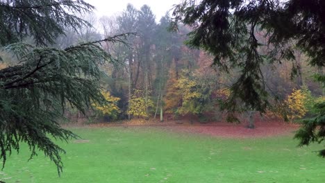 Autumn-forest-park-path-on-a-rainy-day