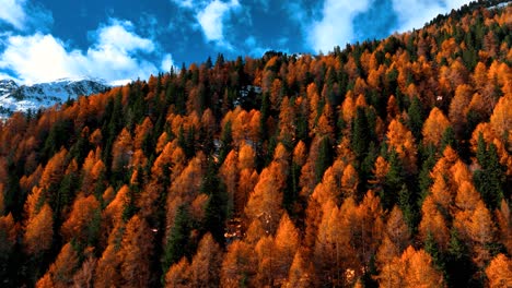 Drone-cruising-flight-on-yellow-Pines-forest-at-foliage-in-front-of-Dolomites-at-Fall---Graded