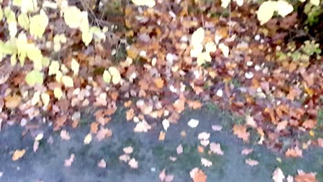 Pan-up-Autumn,-Hassendeide-Park-in-Berlin,-Germany,-30-FPS-HD-6-secs