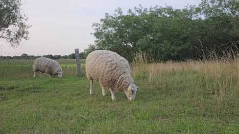 Sheeps-grazing-in-open-space