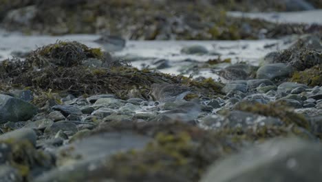 Sandpiper-bird-foraging-on-a-seaweed-strewn-rocky-beach,-blending-into-the-natural-coastline-landscape