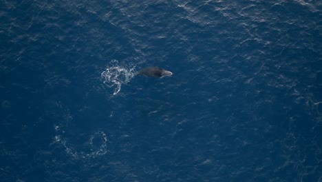 Tauchende-Wale,-Gefilmt-Mit-Einer-Drohne,-Insel-La-Réunion