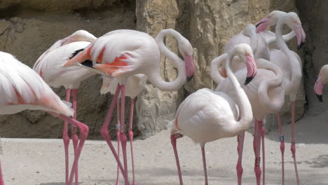Flamingos-in-the-zoo