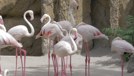 Gruppe-Von-Rosaflamingos-Im-Zoo