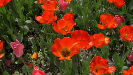 Planting-of-red-tulips