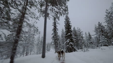 Dogsled-running-in-winter-pine-wood