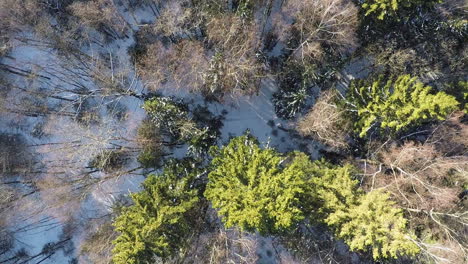 Aerial-view-of-winter-wood-with-fir-trees-and-birches
