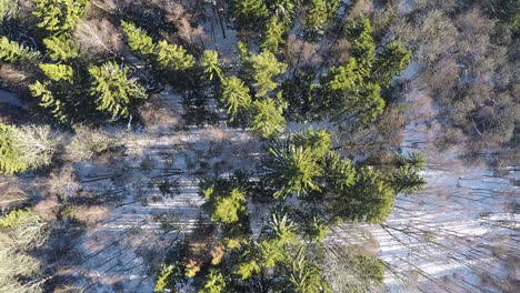 Bare-birches-and-green-fir-trees-in-winter-forest-aerial