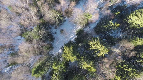 Escena-Aérea-De-Invierno-De-Bosque-Mixto