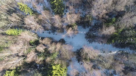 Winter-forest-with-snowy-path-aerial-shot