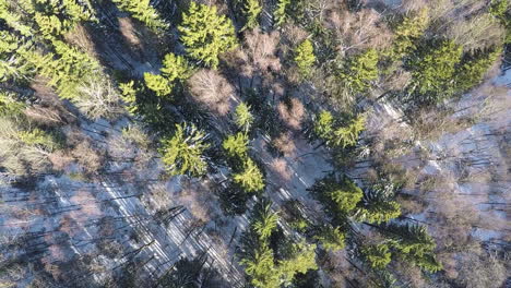 Fir-trees-and-bare-birches-in-winter-forest-aerial