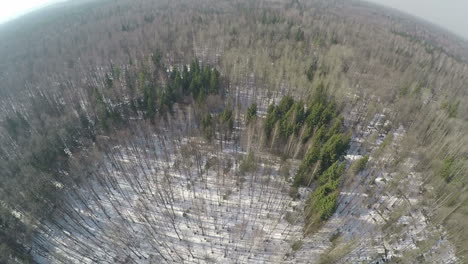 Flug-über-Mischwald-Mit-Nadelbäumen-Und-Birken-Im-Winter