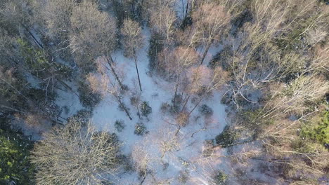 Flying-over-birch-and-spruce-trees-in-winter-wood