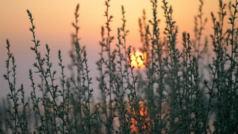Abendlandschaft-Mit-Blick-Auf-Den-Sonnenuntergang-Durch-Das-Gras