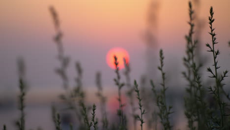 Ruhige-Abendlandschaft-Mit-Roter-Sonne-Und-Gras