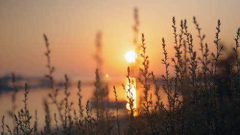 Goldener-Sonnenuntergang-über-Dem-Wasser,-Blick-Durch-Das-Gras-Im-Vordergrund