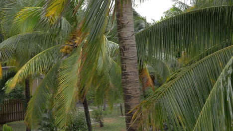 View-of-yellow-green-coconut-in-the-bunch-on-coconut-palm-tree-with-huge-leaves