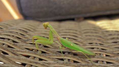 Praying-mantis-on-wattled-chair-outdoor