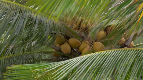 Palma-Con-Cocos-Ondeando-En-El-Viento.