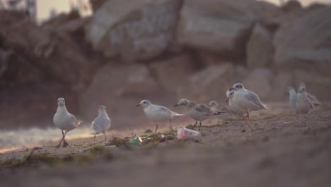 Seagulls-walking-on-dirty-beach-trying-to-get-food