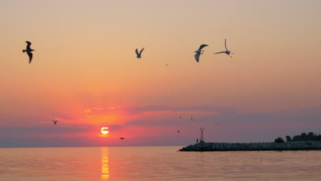 Flying-seagulls-over-the-sea-at-sunset