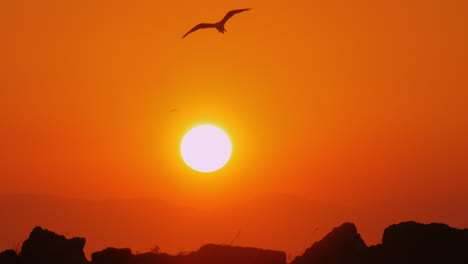 Möwe-Fliegt-Im-Orangefarbenen-Sonnenuntergangshimmel