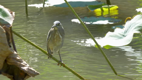 Little-bittern-on-water-plant