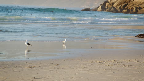 Seabirds-Walking-Shoreline-Of-Beach-In-South-Africa