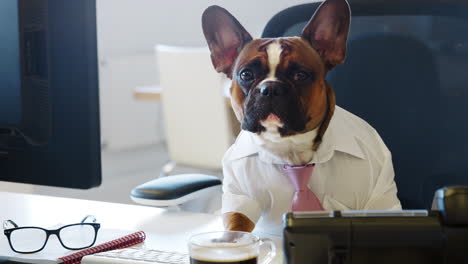 French-bulldog-working-in-an-office,-looking-to-camera