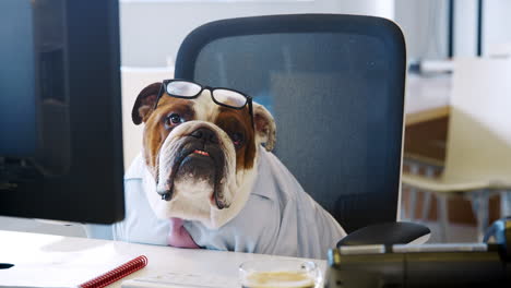 Britische-Bulldogge-Arbeitet-Im-Büro-Und-Blickt-In-Die-Kamera