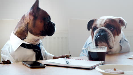 Two-dogs-sitting-in-an-office-meeting-room