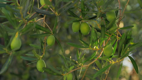 Branch-of-green-olive-tree-in-the-orchard