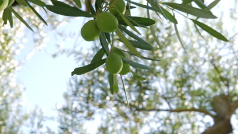 Branch-of-olive-tree-with-green-fruit