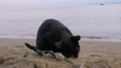 Eine-Streunende-Katze-Hat-Am-Strand-Leckere-Pommes-Gefunden