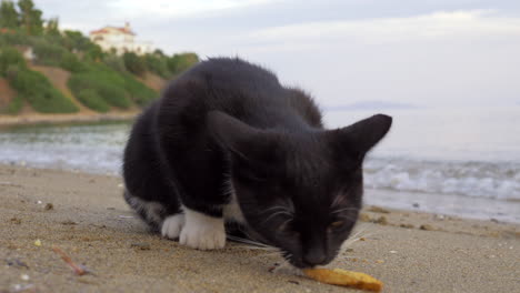 Gato-Callejero-Comiendo-Papas-Fritas-En-La-Playa