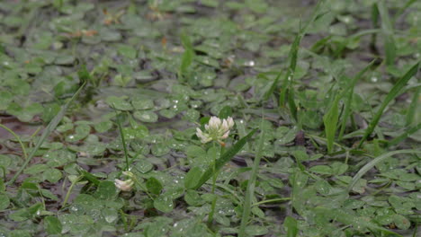 Raindrops-falling-into-the-puddle-on-clover-lawn