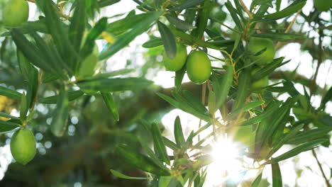 Olivenbaumzweig-Und-Sonnenstrahl