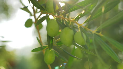 Olivenbaumzweig-Im-Hellen,-Warmen-Sonnenlicht