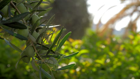 Olive-tree-branch-against-green-garden