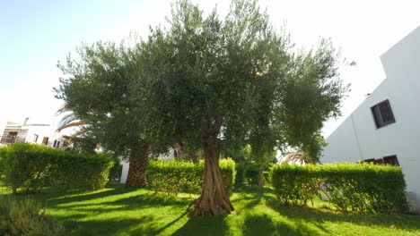 Grüner-Hausgarten-Mit-Großem,-Fruchtbarem-Olivenbaum