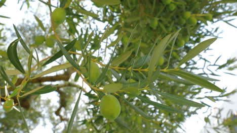 Ramas-De-Olivo-Fructífero-Y-Sol-Brillando-A-Través-De-Las-Hojas