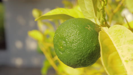 Limettenfrucht-Im-Baum,-Zitrusfrüchte-Wachsen