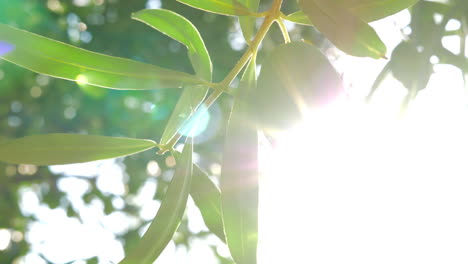 Olive-tree-branch-against-sunshine