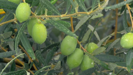 Wet-olive-tree-and-drizzle